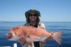 Soft Plastic Coral Trout